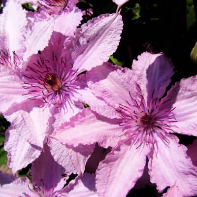 Клематис 'Hagley Hybrid'