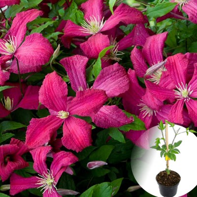 Клематис 'Abundance'