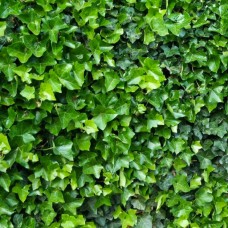 Плющ зелений Hedera Helix Plattense (С1