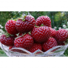 Клубника Чудо мира (ОКС)