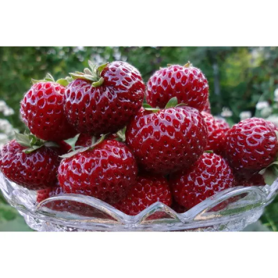 Клубника Чудо мира (ОКС)