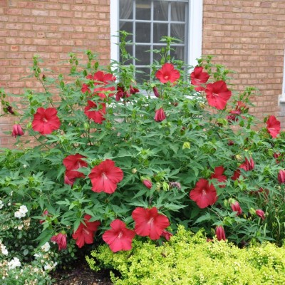 Гібіскус болотний темно рожевий Hibiscus moscheutos Fireball (C5)