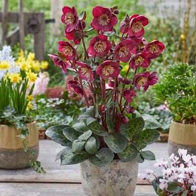 Helleborus frostkiss vibey velvet