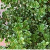 Падуб Ilex crenata Glory Draft (С2)