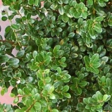Падуб Ilex crenata Glory Draft (С2)