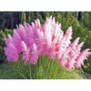 Трава пампасна рожева Cortaderia selloana Rosea (С1.5)