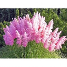 Трава пампасна рожева Cortaderia selloana Rosea (С1.5)