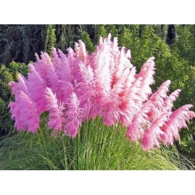 Трава пампасна рожева Cortaderia selloana Rosea (С1.5)