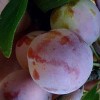 Слива Память Матери (Однолетний, ОКС)