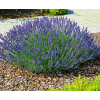 Лаванда вузьколиста Lavandula angustifolia (С2)