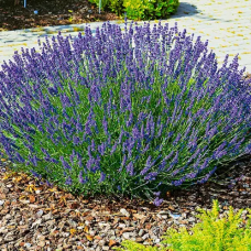 Лаванда вузьколиста Lavandula angustifolia (С2)