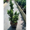 Кипарис Японський Chamaecyparis obtusa Teddy Bear (C5)