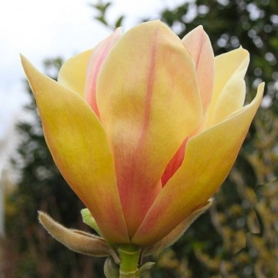 Магнолія кремово рожева Magnolia Sunsation (С3)