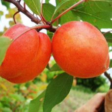 Абрикос Цунами (Однолетний, ОКС)
