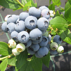 Голубика Дюк (Однолетний, ЗКС) Голубика Дюк (Однолетний, ЗКС)