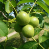 Грецкий орех Буковинский (Трехлетний, ОКС)