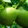 Грецкий орех Буковинский (Трехлетний, ОКС)