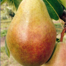 Груша Мария (Однолетний, ОКС)