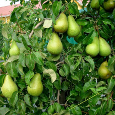 Груша Стрийская (Однолетний, ОКС)