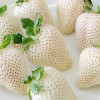 Клубника Белый Швед (ОКС)