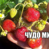 Клубника Чудо мира (ОКС)