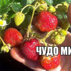 Клубника Чудо мира (ОКС)