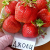 Клубника Джоли (ОКС)