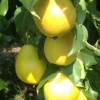 Колоновидная Груша Медовая (Двухлетний, ОКС)