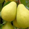 Колоновидная Груша Медовая (Двухлетний, ОКС)