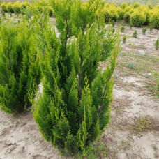 Кипарис Лавсона Chamaecyparis lawsoniana Ivonne (C2)