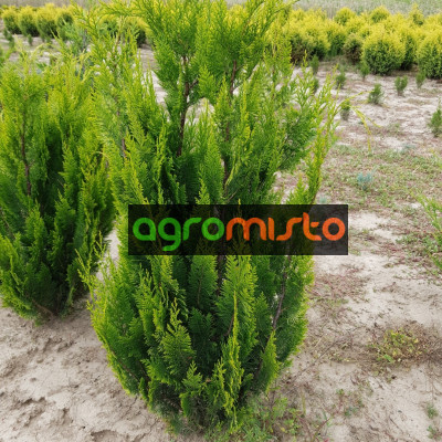 Кипарис Лавсона Chamaecyparis lawsoniana Ivonne (C2)