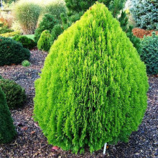 Туя східна Thuja orientalis Aurea Nana (C2)