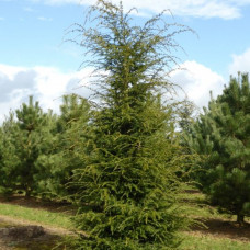 Тсуга Tsuga canadensis (C3)