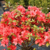 Азалія червона Azalea japonica Signalgluhen (C2)