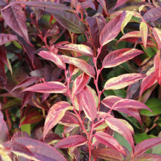 Леукотоє Leucothoe walteri Rainbow (C2)