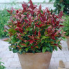 Леукотоє Leucothoe Zeblid (C2)
