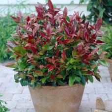 Леукотоє Leucothoe Zeblid (C2)