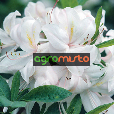  Rhododendron White Lights (багатоквіткова Біла) (С3)