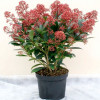  Skimmia Japonica (C5)