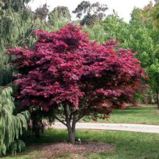 Клен пальмовий Acer Palmatum Atropurpureum (C3)