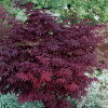 Клен пальмовий Acer Palmatum Atropurpureum (C15)