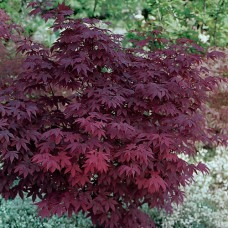 Клен пальмовий Acer Palmatum Atropurpureum (С25)