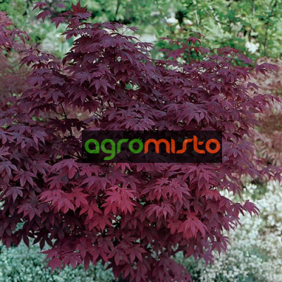 Клен пальмовий Acer Palmatum Atropurpureum (С25)