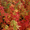 Клен пальмовий Acer Palmatum Bihoo (C10)