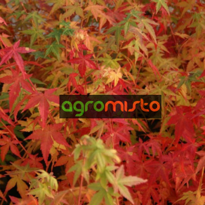 Клен пальмовий Acer Palmatum Bihoo (C10)