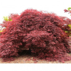 Клен пальмовий Acer Palmatum Inaba - Shidare (С20)