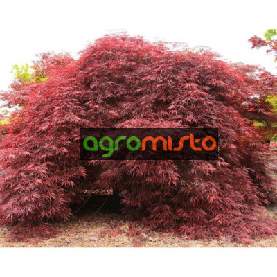 Клен пальмовий Acer Palmatum Inaba - Shidare (С30)