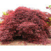 Клен пальмовий Acer Palmatum Inaba - Shidare (С70)