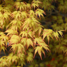Клен пальмовий Acer Palmatum Katsura (C15)