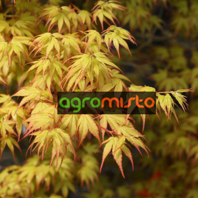 Клен пальмовий Acer Palmatum Katsura (C15)